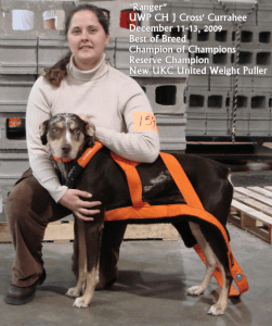 Ranger New UWP small