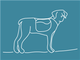 crazy-dog-dkteal