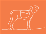 crazy-dog-orange