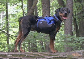 crazy-dog