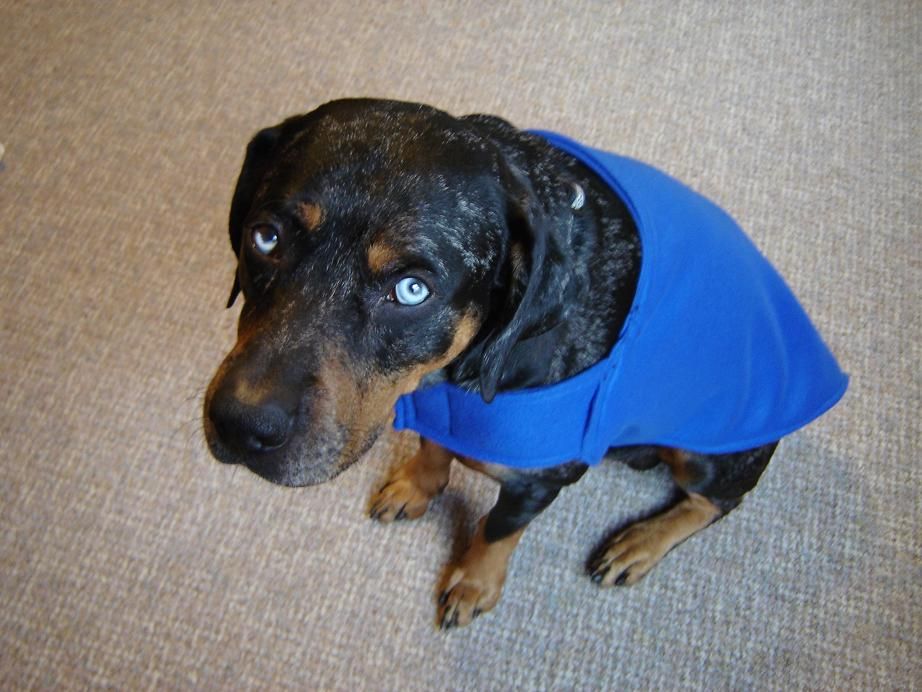 2007-12-21-dog-jacket-pattern-uberpest-s-journal